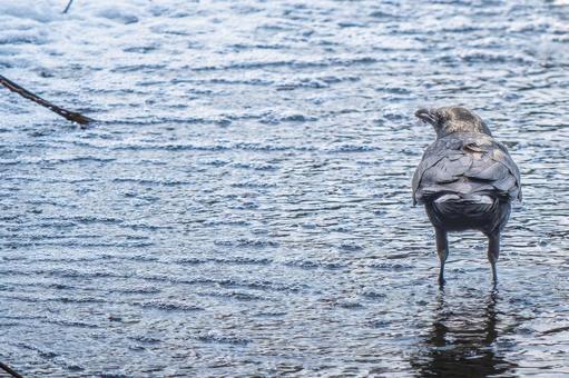 水辺のカラス・コピースペース 鳥,動物,鳥類の写真素材