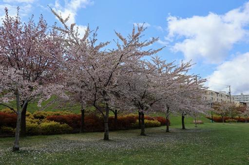 函館の桜並木 函館の桜並木 桜,函館,函館の桜の写真素材