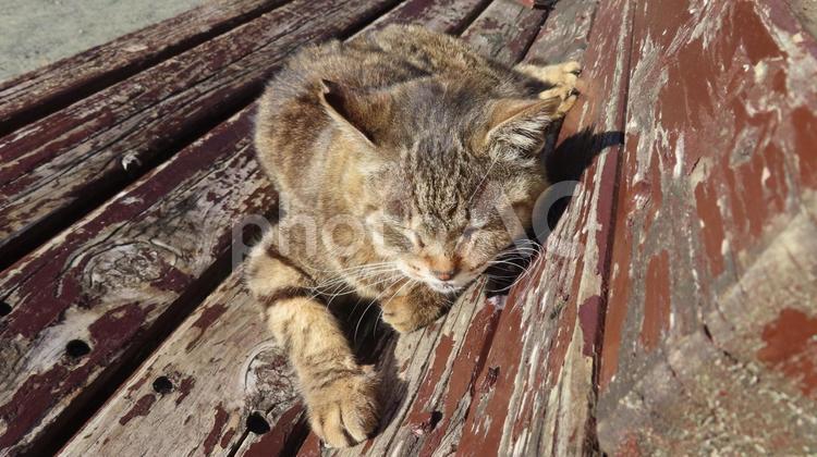 ベンチでお昼寝するモフモフで可愛い猫 猫,キジトラ,昼寝の写真素材