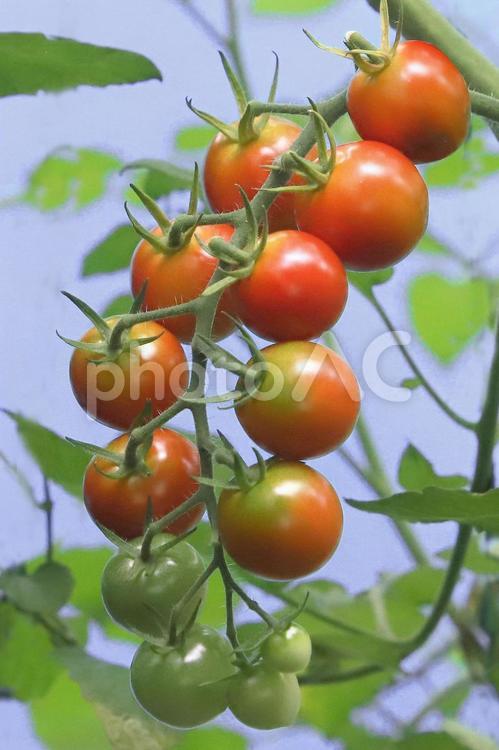 ミニトマト木成る トマト,食品,プチトマトの写真素材