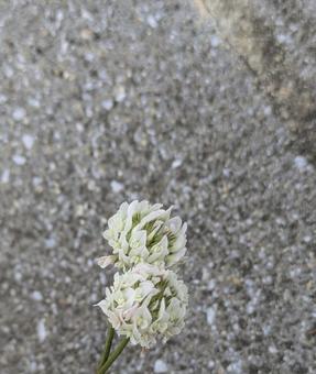 White clover and asphalt, JPG