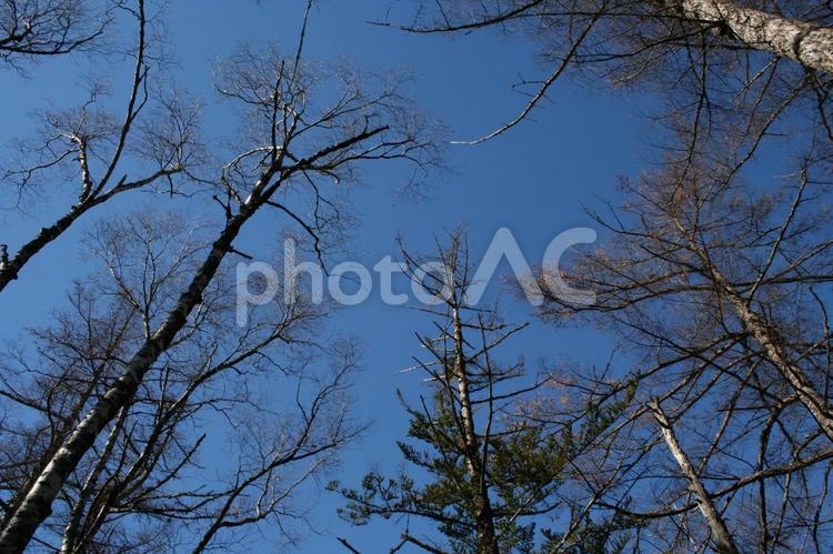 上高地の青空と樹木 上高地,樹木,空の写真素材