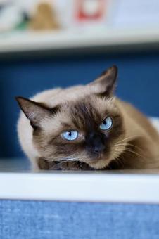 テーブルの上でくつろぐシャムミックス ねこ,シャムミックス,シャムの写真素材