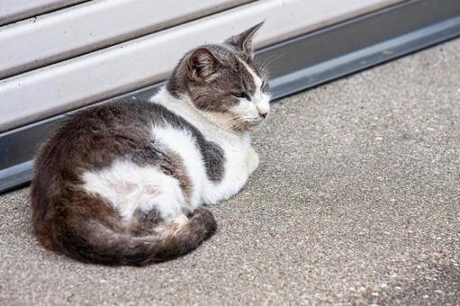 A stray cat lying in front of a shutter, JPG