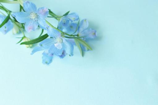 青い花の背景 青い花の背景の写真