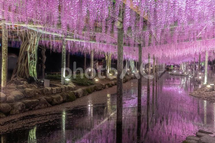 天王川公園　藤　ライトアップ　愛知県 藤,天王川公園,ライトアップの写真素材