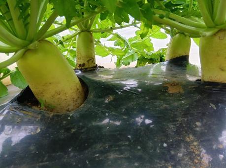 畑の大根 だいこん,大根,野菜の写真素材