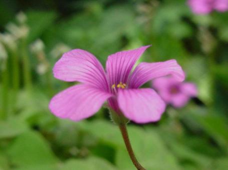 カタバミ・片喰 野草,マクロ,５弁花の写真素材