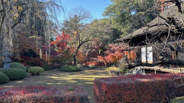 川越の紅葉2 川越の紅葉2の写真