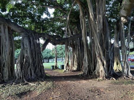 ハワイ カピオラニ公園 ハワイ カピオラニ公園の写真