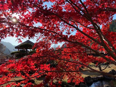 紅葉 紅葉の写真