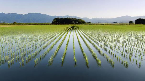 日本の原風景:生命力溢れる田植え後の田 日本の原風景:生命力溢れる田植え後の田の写真