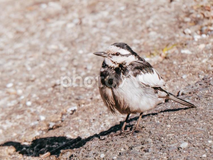 ハクセキレイの目が綺麗 ハクセキレイ,立つ,野鳥の写真素材
