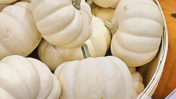かぼちゃ かぼちゃ かぼちゃ,ハロウィン,収穫祭の写真素材