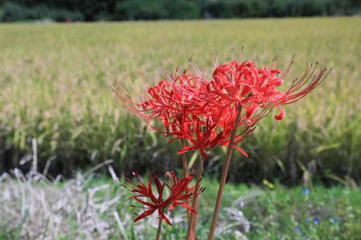 ヒガンバナ(彼岸花) ヒガンバナ(彼岸花) ヒガンバナ,彼岸花,曼殊沙華の写真素材