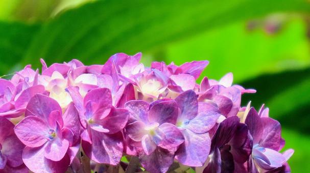 本勝寺のあじさい 本勝寺のあじさい あじさい,紫陽花,梅雨の写真素材