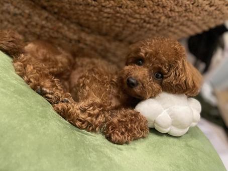 トイプードル トイプードル,犬,小型犬の写真素材