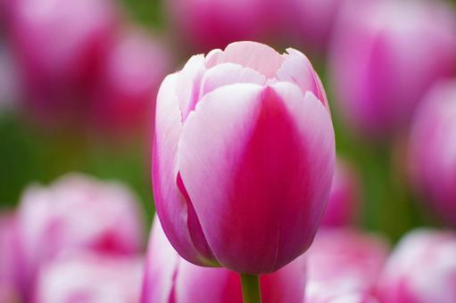 Tulips, JPG Tulips, JPG
