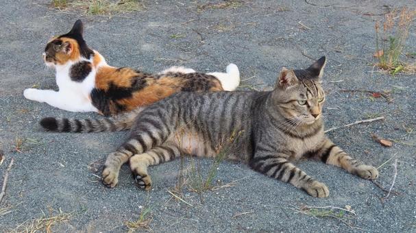 仲良く夕涼みしているラブラブな三毛猫たち 仲良く夕涼みしているラブラブな三毛猫たちの写真