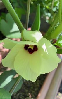 R7.08.13 オクラの花 2 R7.08.13 オクラの花 2の写真