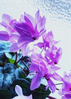 シクラメン シクラメン 自然,冬,花の写真素材