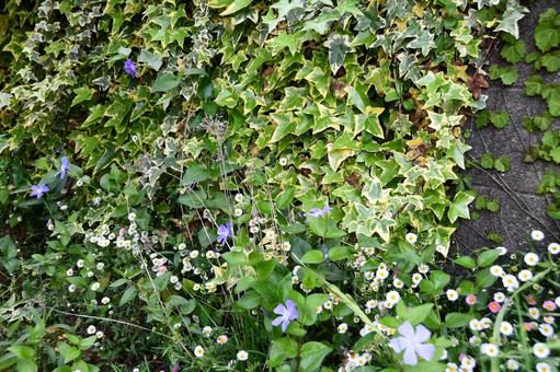 塀を覆うアイビーと花、ニラの種 アイビー,グリーン,草の写真素材