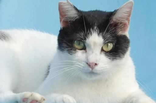 綺麗なハチワレ白黒猫 綺麗なハチワレ白黒猫 ネコ,保護猫,猫の写真素材