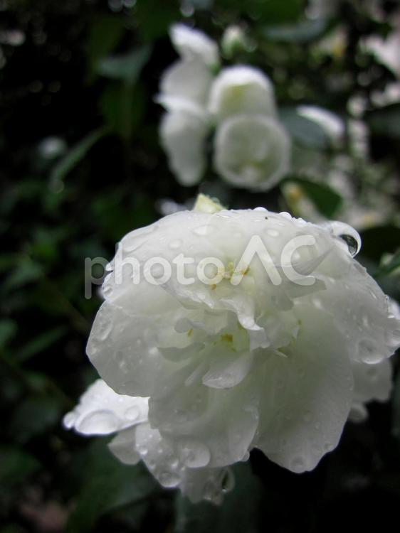 雨の中の白い薔薇 バラ,白いバラ,白い花の写真素材