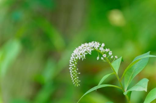 オカトラノオ⑵ 野草,オカトラノオ,丘虎の尾の写真素材