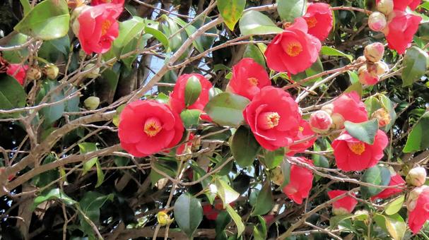 Bright red camellia flowers in spring, JPG