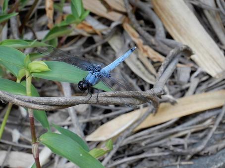 Photo, coconut shell, large salted dragonfly, dragonfly, 