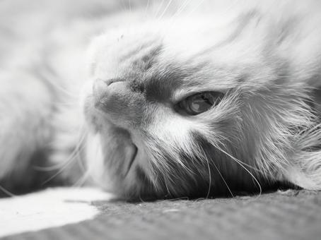 モノクロの寝転ぶ猫 モノクロの寝転ぶ猫 猫,寝転ぶ,ペットの写真素材