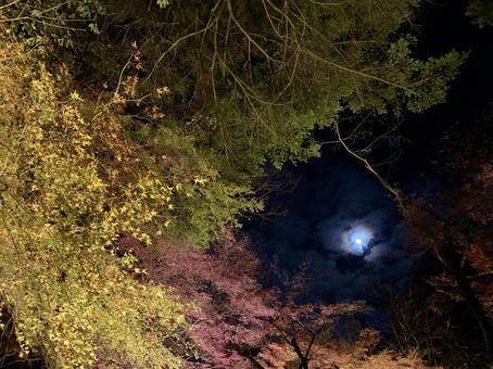 月ともみじ もみじ,紅葉,夜空の写真素材