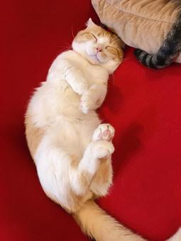 ゴロゴロ猫 ゴロゴロ猫の写真