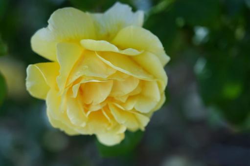 Rose (yellow), JPG