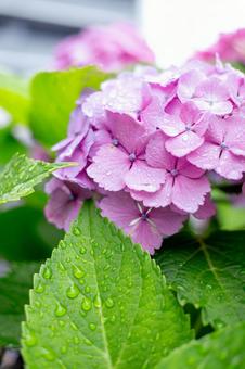 しずくが残った紫陽花 縦写真 しずくが残った紫陽花 縦写真の写真