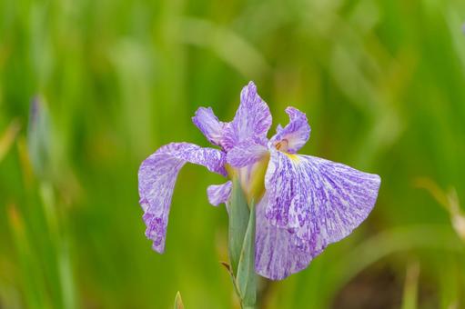 緑を背に咲く絞り柄の花菖蒲 緑を背に咲く絞り柄の花菖蒲の写真
