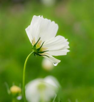 雨の日のコスモスと雫 コスモス,コスモス畑,秋の写真素材