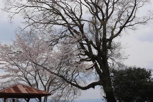 桜 桜 熊本,人吉,人吉城跡の写真素材