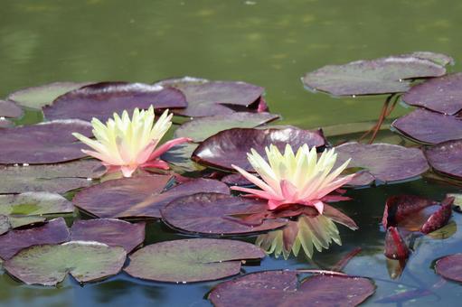 睡蓮の花と葉のある池の風景 睡蓮の花と葉のある池の風景の写真
