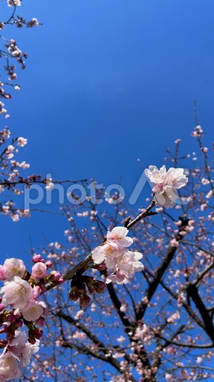 隅田公園に咲く桜の花 桜,花,ピンクの写真素材