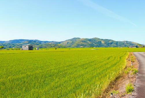 麦畑2 麦,ムギ,小麦の写真素材