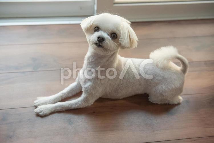ふせをする犬 ふせ,伏せ,手の写真素材