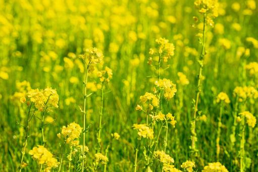 菜の花 菜の花の写真