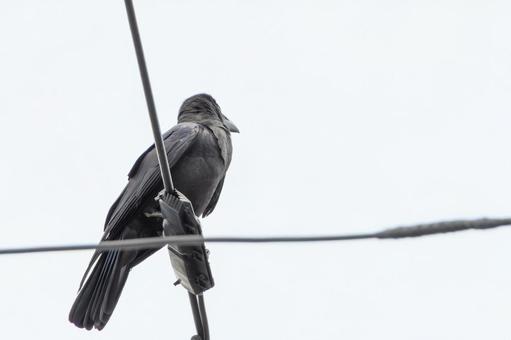 電線に佇むハシブトガラス 電線に佇むハシブトガラス ハシブトガラス,カラス,鳥の写真素材