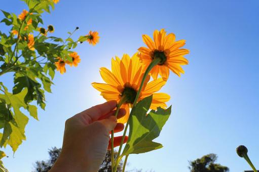 ひまわり　青空　太陽　手 皇帝ひまわり,裏側,手の写真素材