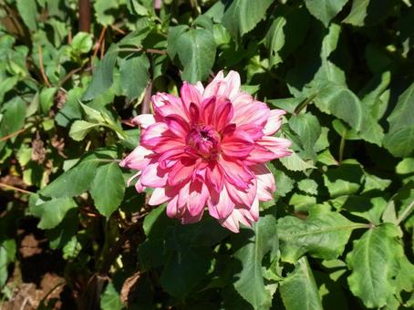 公園の花壇に咲くダリアの花 公園の花壇に咲くダリアの花 ダリア,花,植物の写真素材