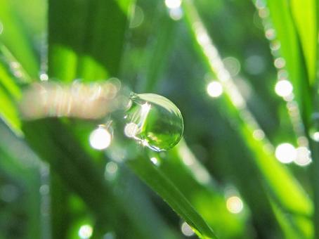 水滴と緑の葉 Water drops 水滴と緑の葉 Water dropsの写真