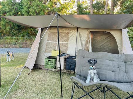 椅子に座るワンコ 犬,わんこ,犬科の写真素材