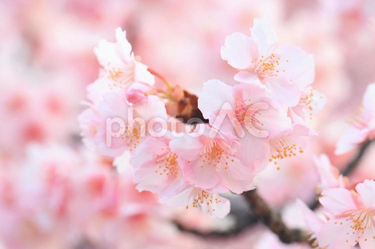 桜　さくら 桜,さくら,サクラの写真素材